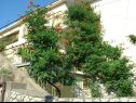 Appartamenti Ivo A2(2)-Đurđa, A1(4+1)-Ines, A3(4+1)-Vilma Crikvenica - Riviera Crikvenica  - la piantata dei fiori (casa e dintorni)