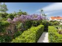 Appartamenti Star 2 - romantic apartments : A1 LUNA (4+2), A2 STELLA (6) Dubrovnik - Riviera Dubrovnik  - il giardino