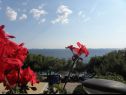 Appartamenti Djurdja - 20 m from beach : A1 Lucija(4+2), A2 Luka(2) Murter - Isola di Murter  - i fiori