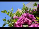Appartamenti Suzana - green oasis; A1(2+2), A2(2+2) Zdrelac - Isola di Pasman  - i fiori