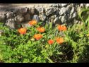Appartamenti Rosemary - gorgeous garden : A1(4+1), A2(4+1) Rogoznica - Riviera Sibenik  - la piantata dei fiori