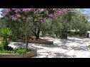 Appartamenti Ljuba - nice garden: A2(4+1) Plavi, A4(8+1), A1(2+2) Okrug Gornji - Isola di Ciovo  - la piantata dei fiori (casa e dintorni)