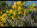 Casa vacanza Božena - nice garden: H(2+1) Poljica (Marina) - Riviera Trogir  - Croazia - i fiori